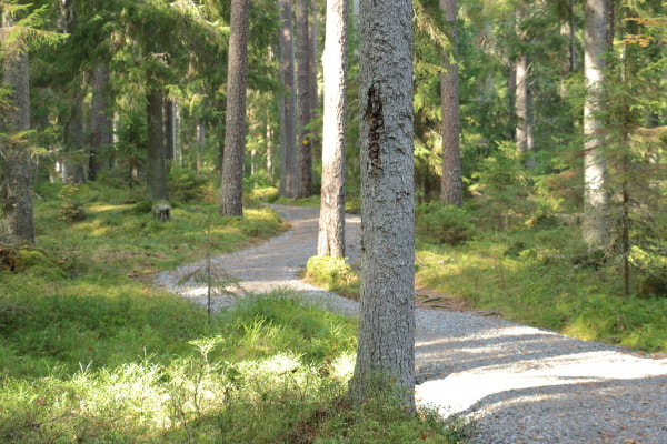 Polku mutkittelee vanhojen mäntyjen välistä. Aurinko osuu puiden välistä polulle ja ympäröivään metsään.