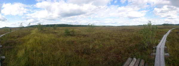 Panorama kuva suolta ja pikoksilta. Avonaista kesäistä suomaisemaa.